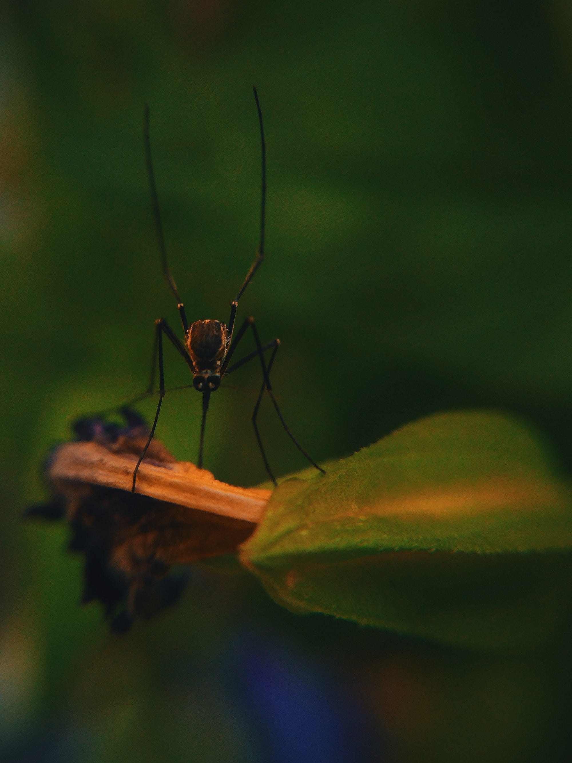 An image of a mosquito biting on a leaf. Mosquito bites can cause severe reactions in some people as per their body's reaction to being bitten