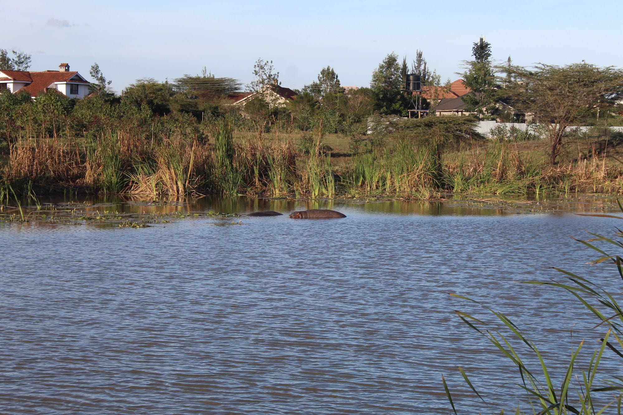 Hippos at the Hippo Hangout.