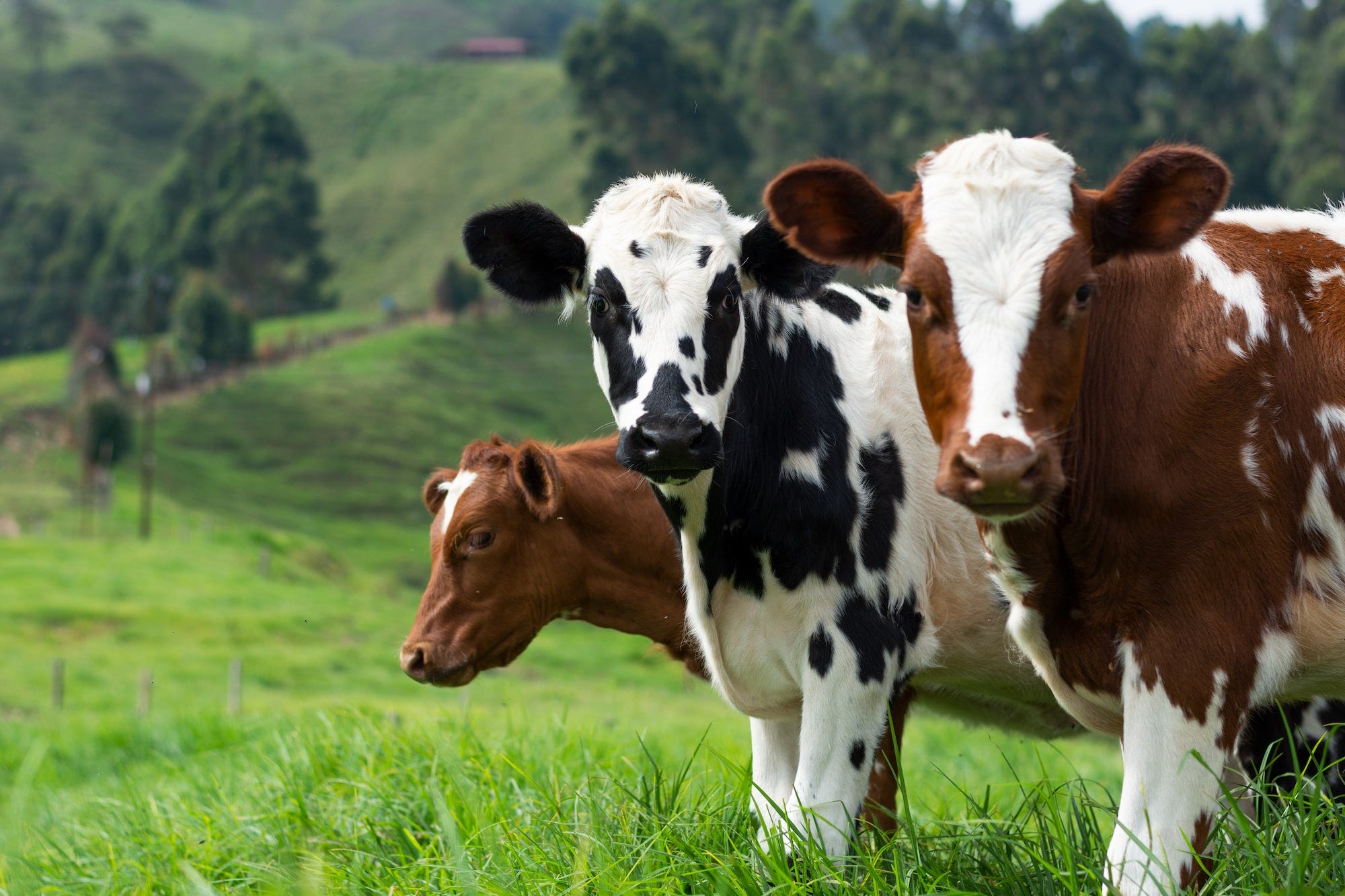 Cows grazing