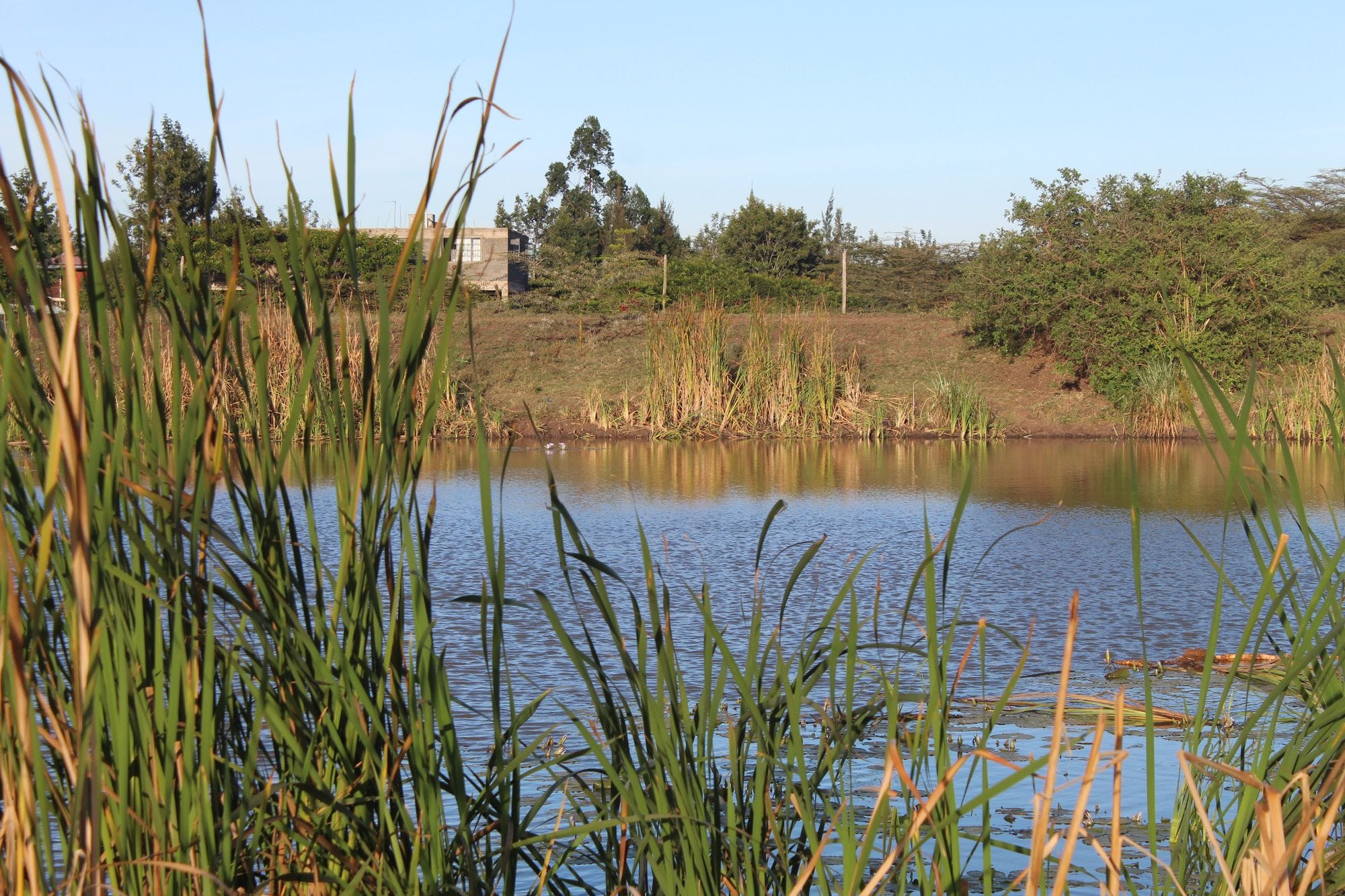 The swamp that I named the Hippo Hangout.