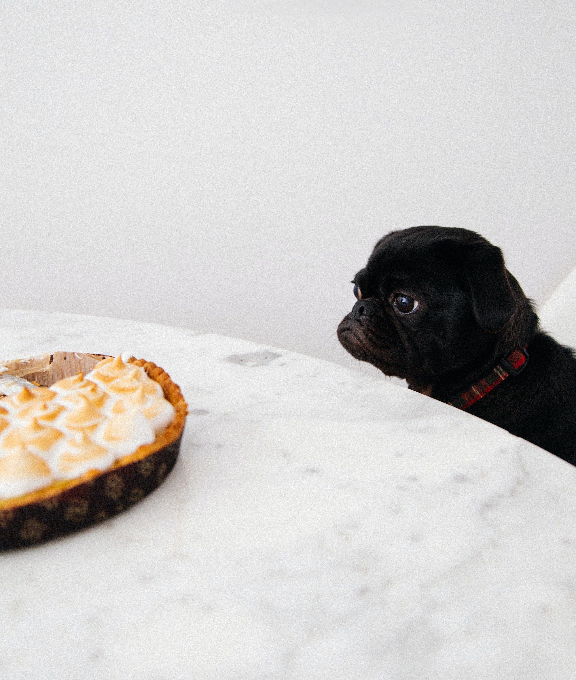 A pug looking at cupcakes placed on a table in a desiring way