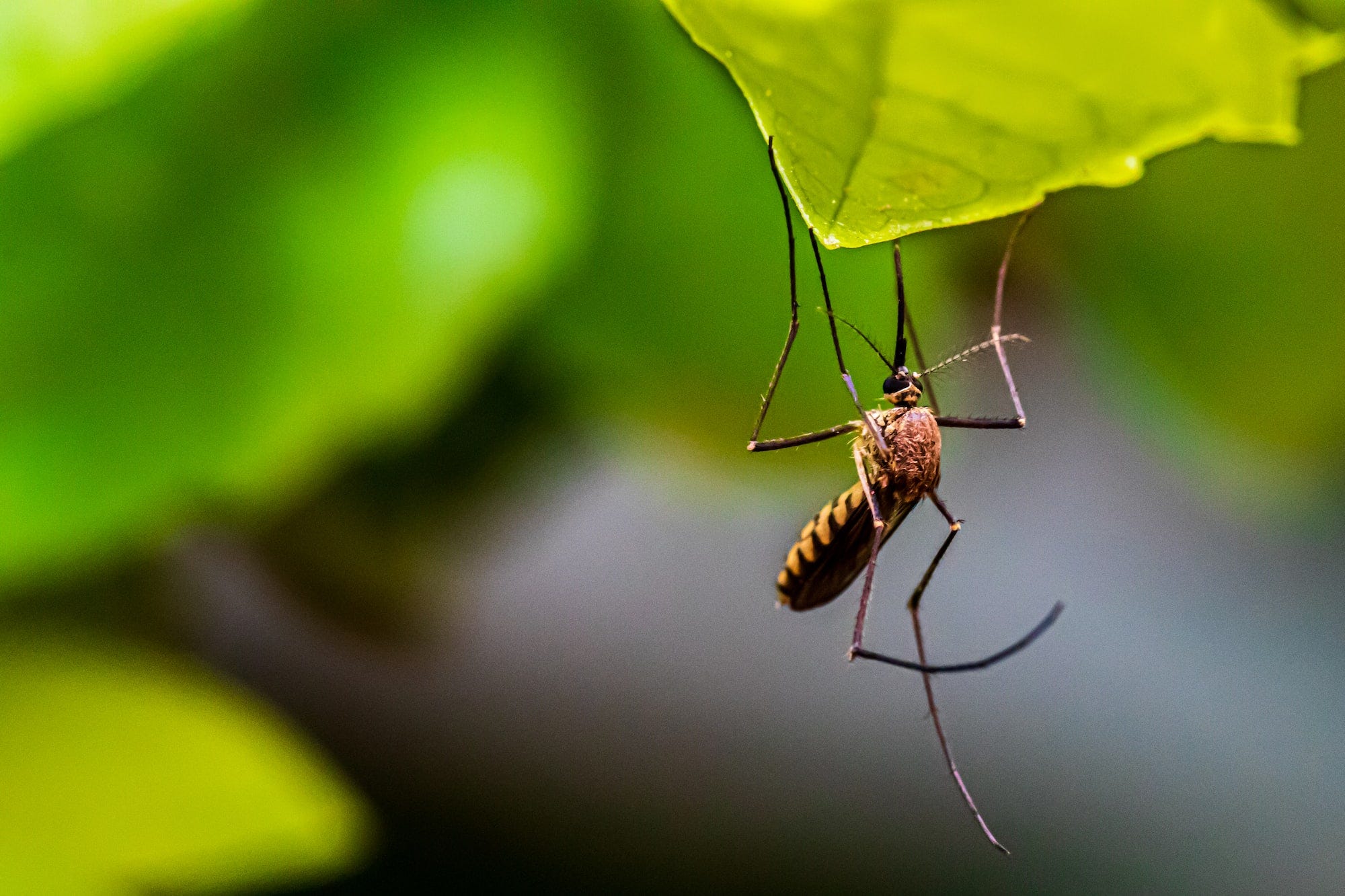 A macro image of a Mosquito on a leaf. Keeping one's surroundings clean can help prevent mosquito bites