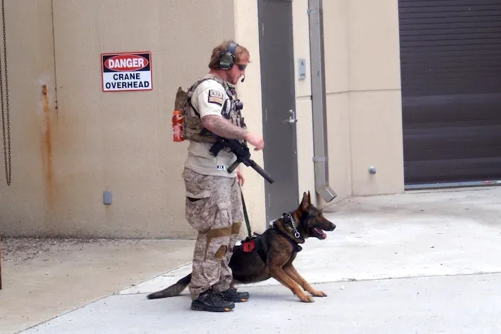 Cairo, a K9 Unit dog, was the only animal that went in with Seal Team Six | The Inside Story of SEAL Team Six's Raid on Osama Bin Laden | Feature Stories on Mania Africa