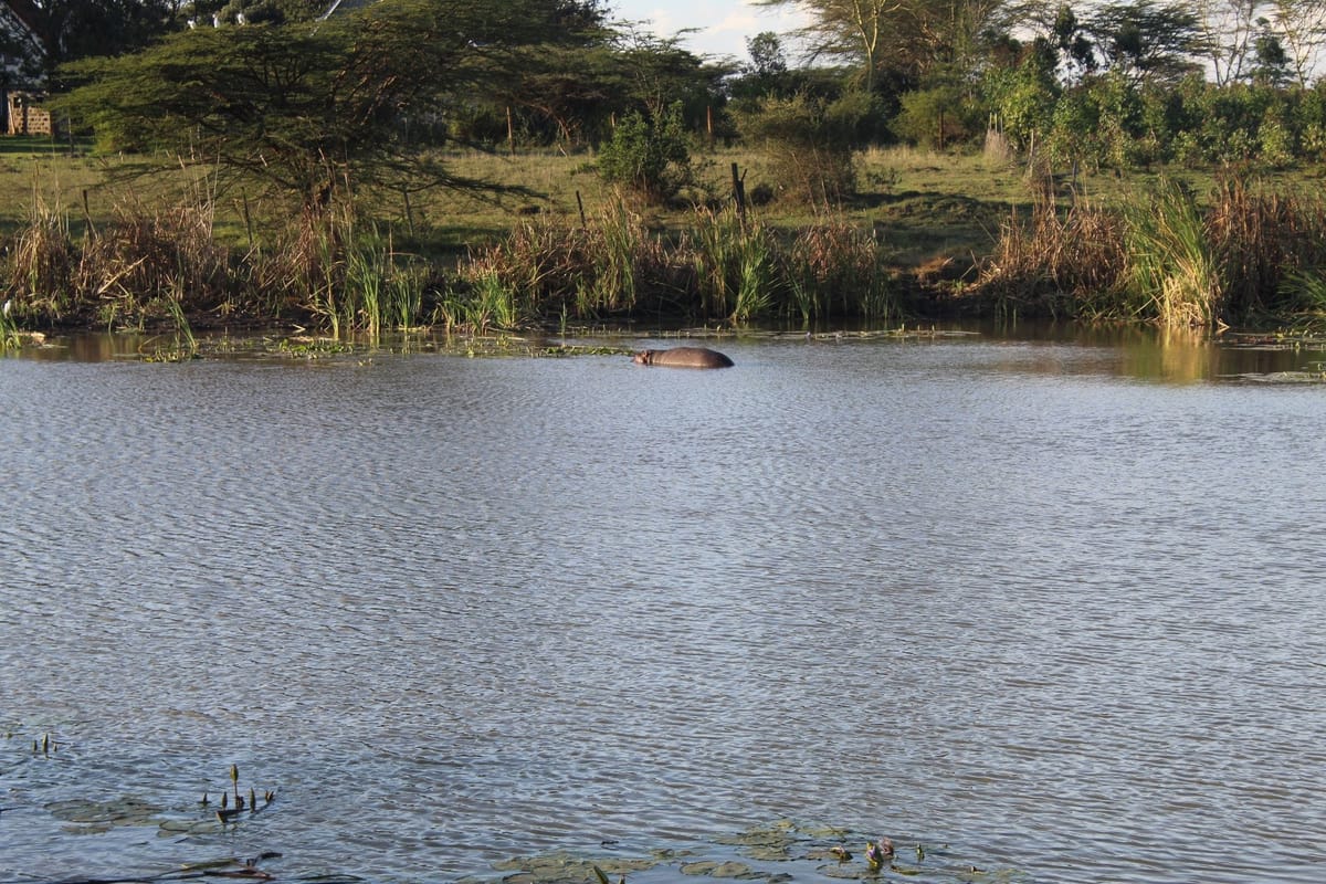 The Hippo Hangout