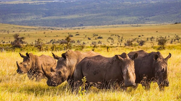 White Rhinos at the Lewa Safari Camp